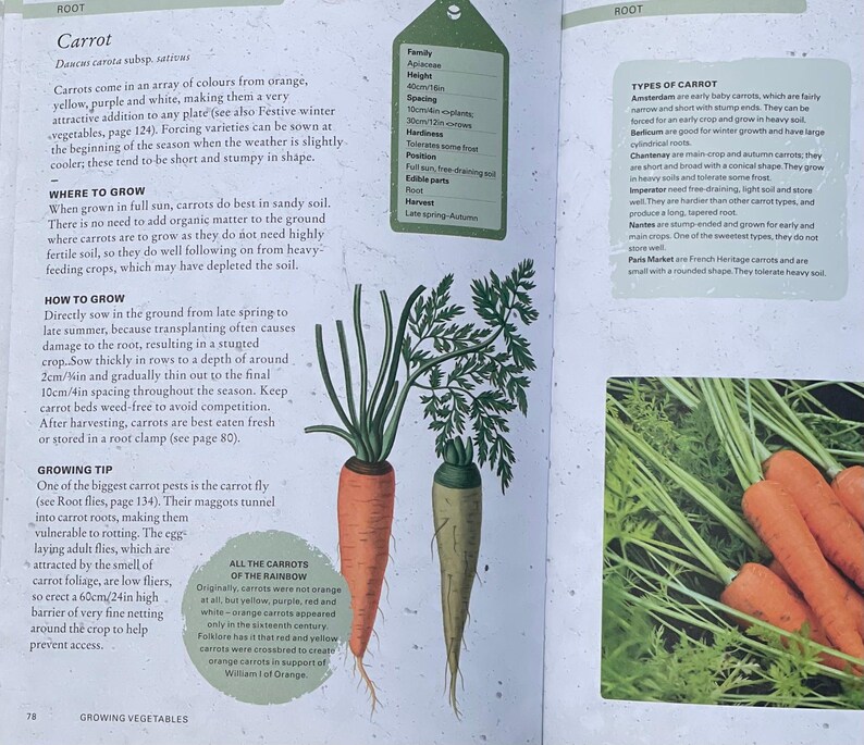 How to Grow Carrots