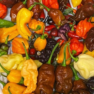 Heirloom Spicy Hot Pepper Seed Mystery Pack - Rare Non-GMO Organic Pepper Seeds - Gardener Gift - Exotic Chili Seeds - Hot Pepper Surprise