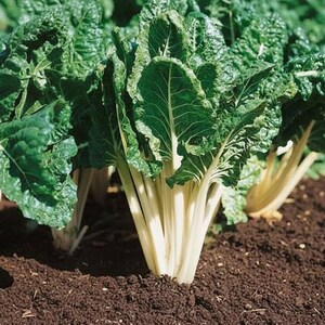 Swiss Chard Seeds Vegetable Organic Heirloom Seeds