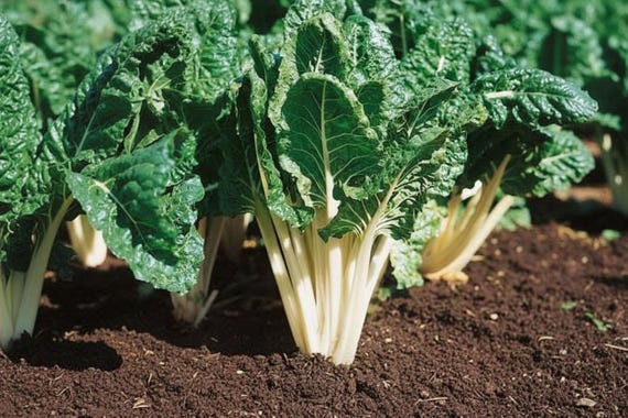 Swiss Chard Seeds Vegetable Organic Heirloom Seeds Non GMO Salad Greens Summer Garden Gift Idea Fall Crop Urban Gardening Present Homegrown