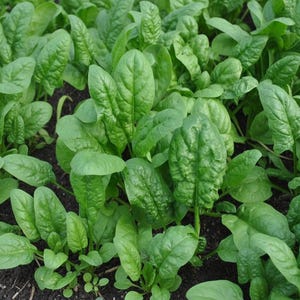 Bloomsdale Spinach Seeds Organic Heirloom Lettuce Seeds