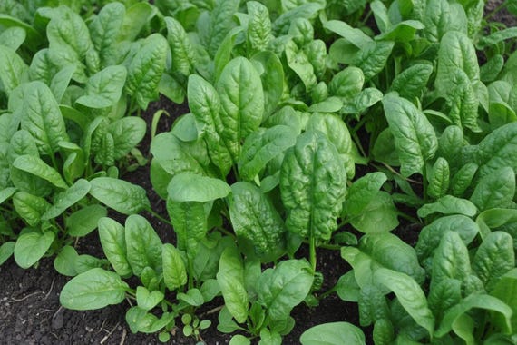 Bloomsdale Spinach Seeds Organic Heirloom Lettuce Seeds Non GMO Salad Greens Seeds Spring Garden for Salad Lover Gardener Gift Idea Healthy