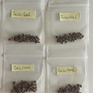 Swiss Chard Vegetable Seeds for Gardener