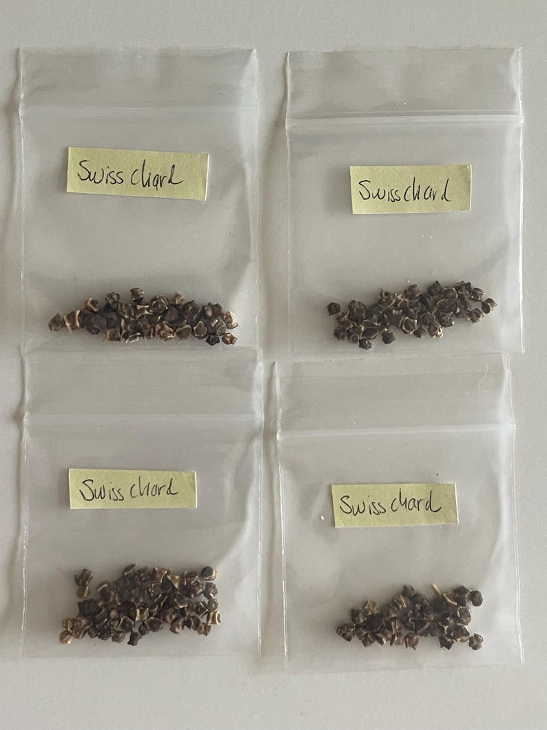 Swiss Chard Vegetable Seeds for Gardener