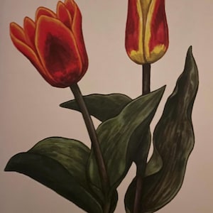 Orange Tulip Blooming