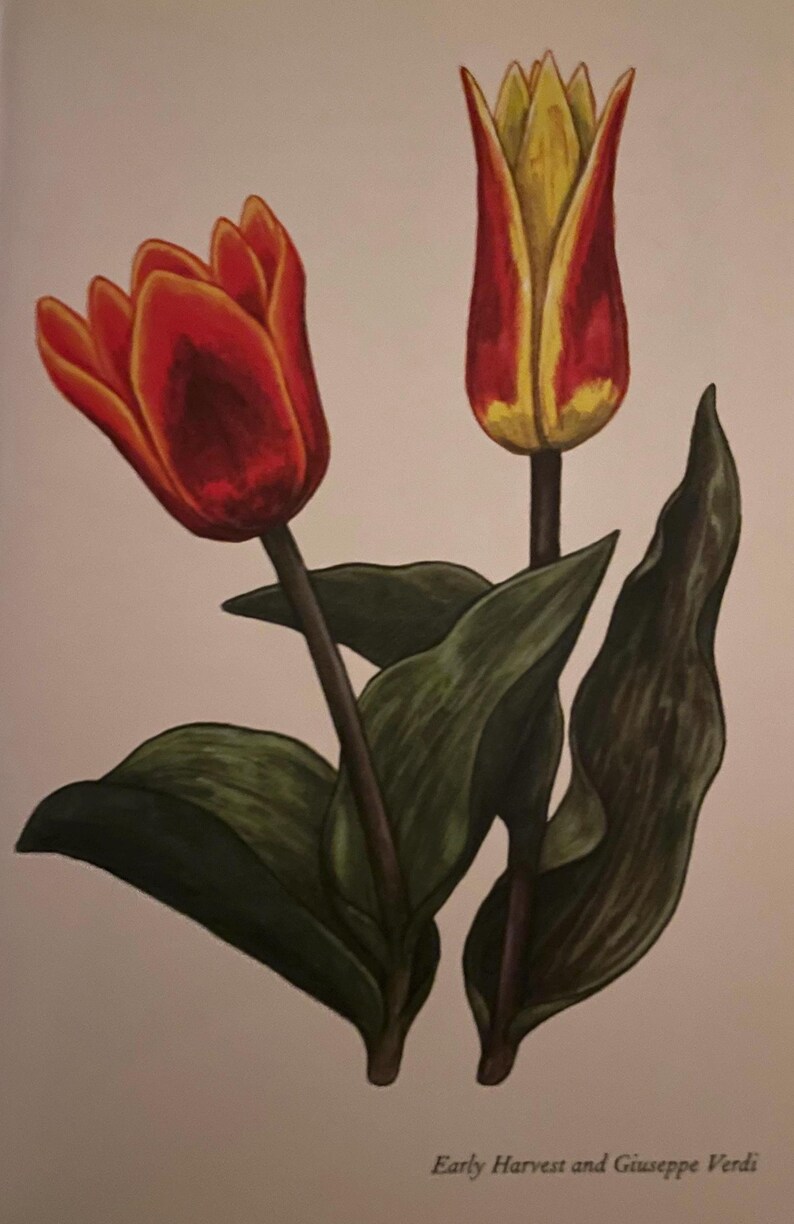 Orange Tulip Blooming