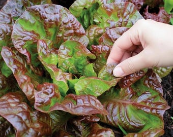 Semences de laitue Prizehead, semences de salade anciennes biologiques, sans OGM, culture d'été, idée cadeau pour jardinier, faciles à cultiver, semences de laitue classiques