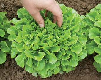 Oakleaf Lettuce Organic Heirloom Seeds Non GMO Salad Seeds Easy to Grow Salad Greens Home Garden Crop for Autumn Gardener Healthy Lifestyle