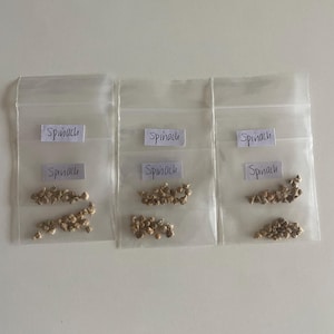 Spinach Seeds for Gardener