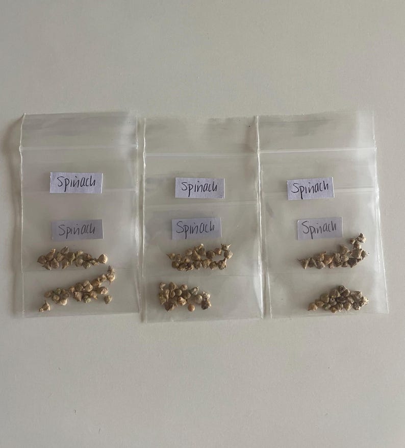 Spinach Seeds for Gardener