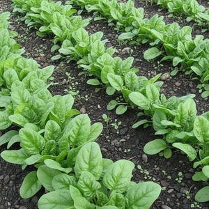 Summer Garden Seeds
