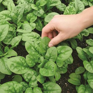 Summer Seeds Non GMO Salad Garden Greens