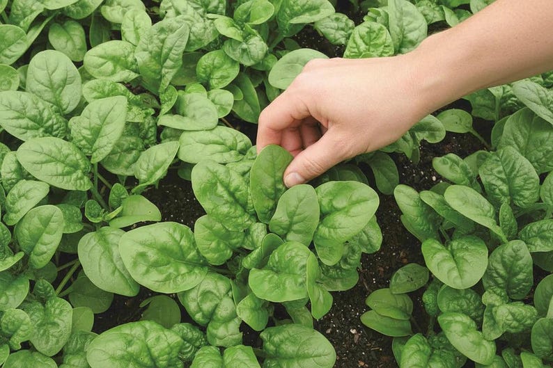 Summer Seeds Non GMO Salad Garden Greens