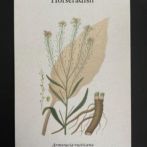 Kitchen Reference Herbal Cards