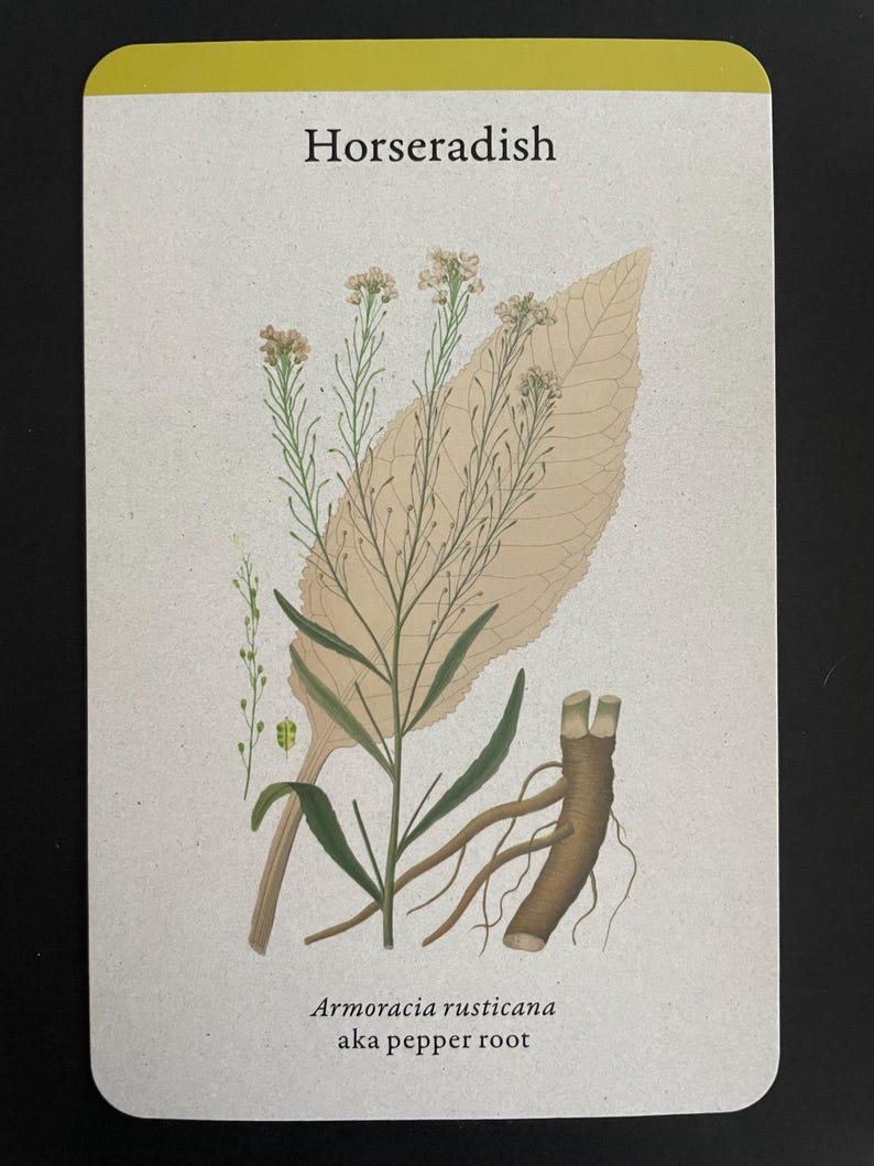 Kitchen Reference Herbal Cards