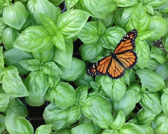 Puede incluir: Una vibrante mariposa monarca naranja y negra con intrincados patrones en las alas descansa sobre un grupo de hojas de albahaca frescas de color verde brillante. La mariposa está colocada en el centro del follaje exuberante y texturizado.