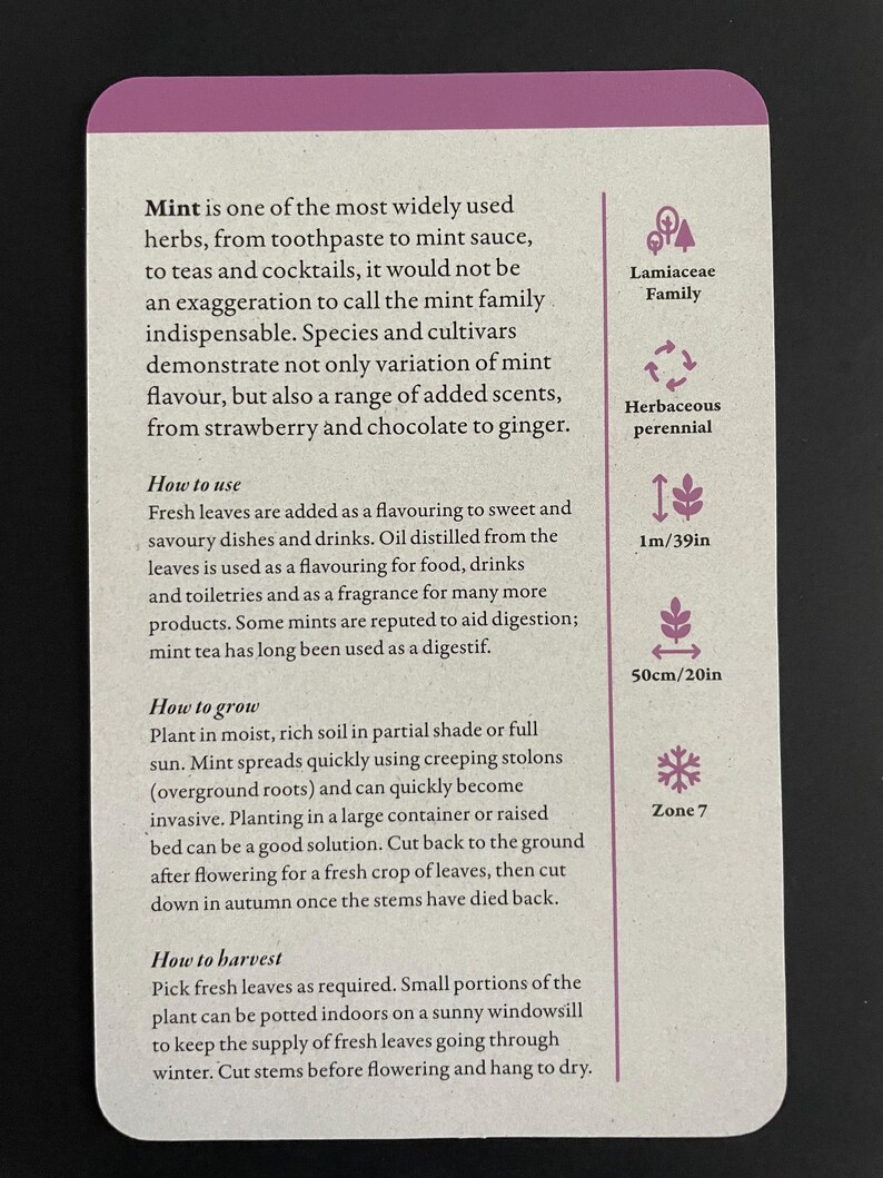 Peut inclure: Carte rectangulaire &agrave; bordure violette avec des informations sur la menthe, ses utilisations, sa culture et sa r&eacute;colte. La carte indique des d&eacute;tails botaniques, avec une hauteur de 1 m&egrave;tre et une largeur de 50 cm.