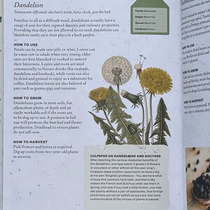 How to Grow Herbs, How to Plant Dandelion, Dandelion Health Benefits, Bitter Greens for Health