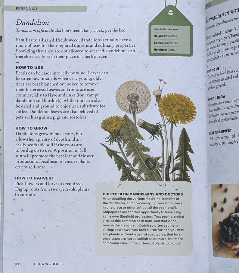 How to Grow Herbs, How to Plant Dandelion, Dandelion Health Benefits, Bitter Greens for Health