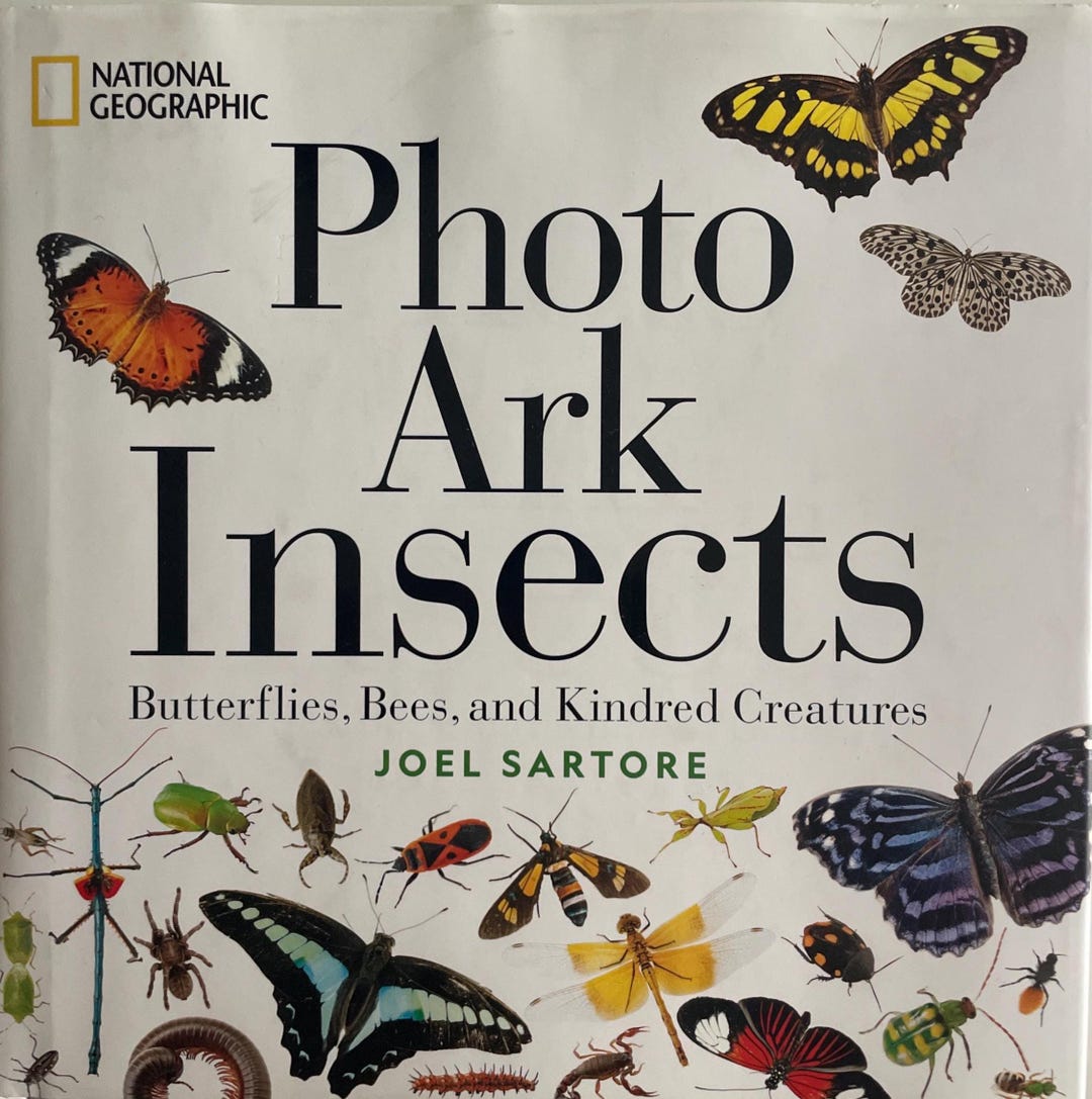 Gt Insects National Geographic Insect Imagery Butterfly Art Bees Insects Wildlife ...