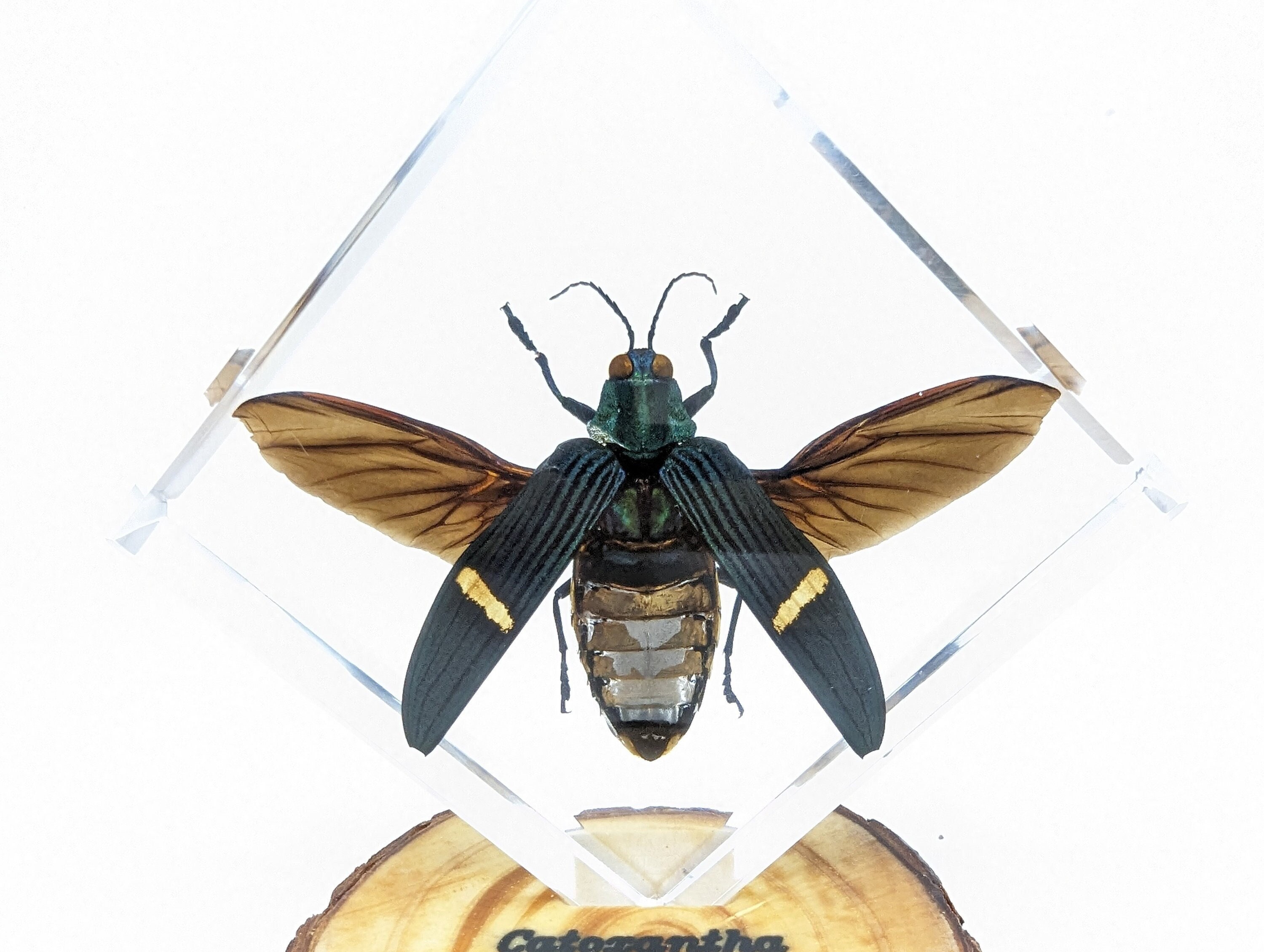 Insect in Resin Beetle Specimen Educational Home Decor Insect in Resin Beetle Specimen Educational Home Decor