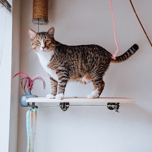 May include: A tabby cat with white markings stands on a wooden shelf. The cat is looking directly at the camera. The shelf is attached to a white wall. A pink string dangles from the ceiling.