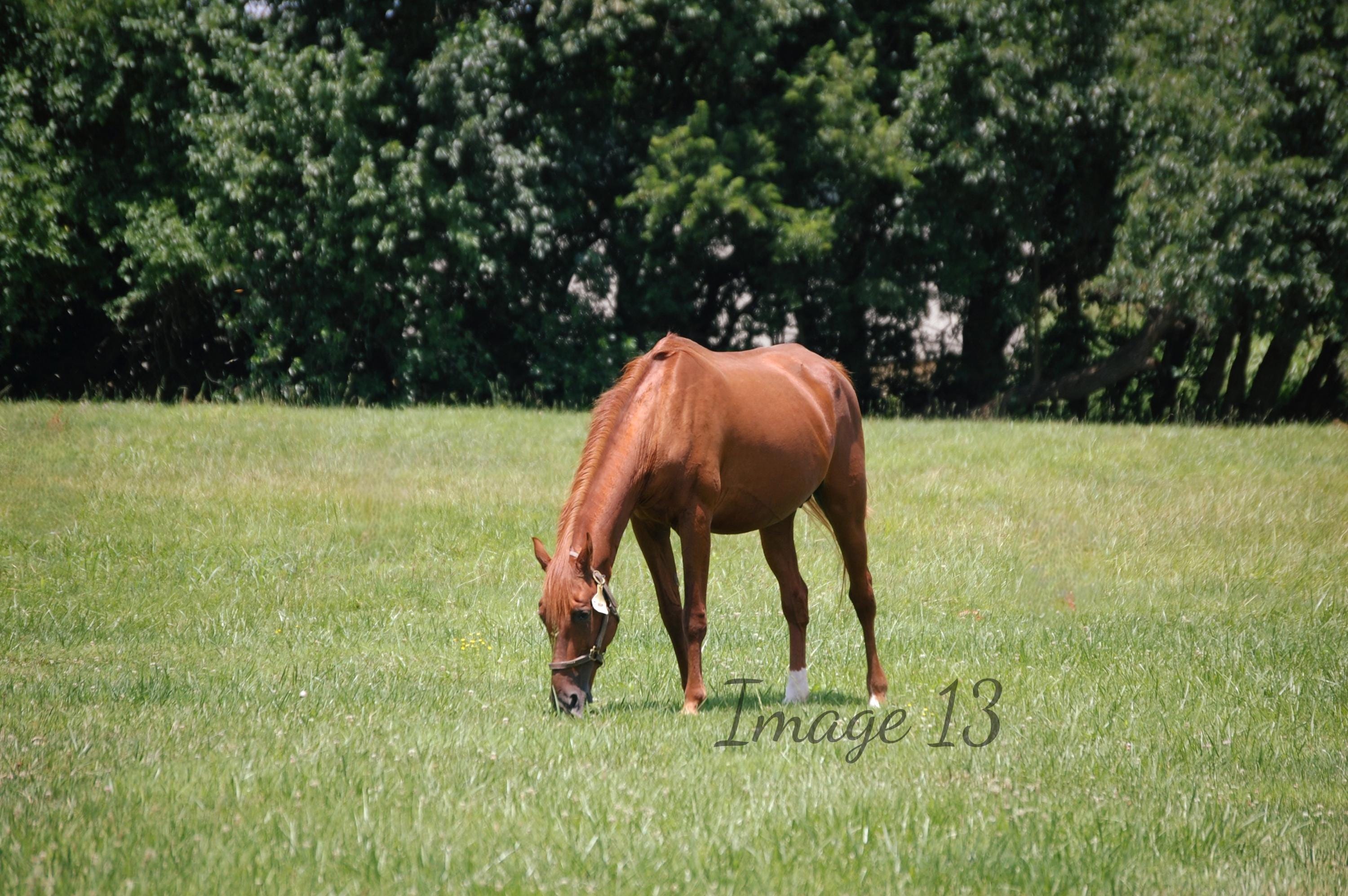 Rustic Horse Photography Print: Farmhouse Wall Art - Etsy