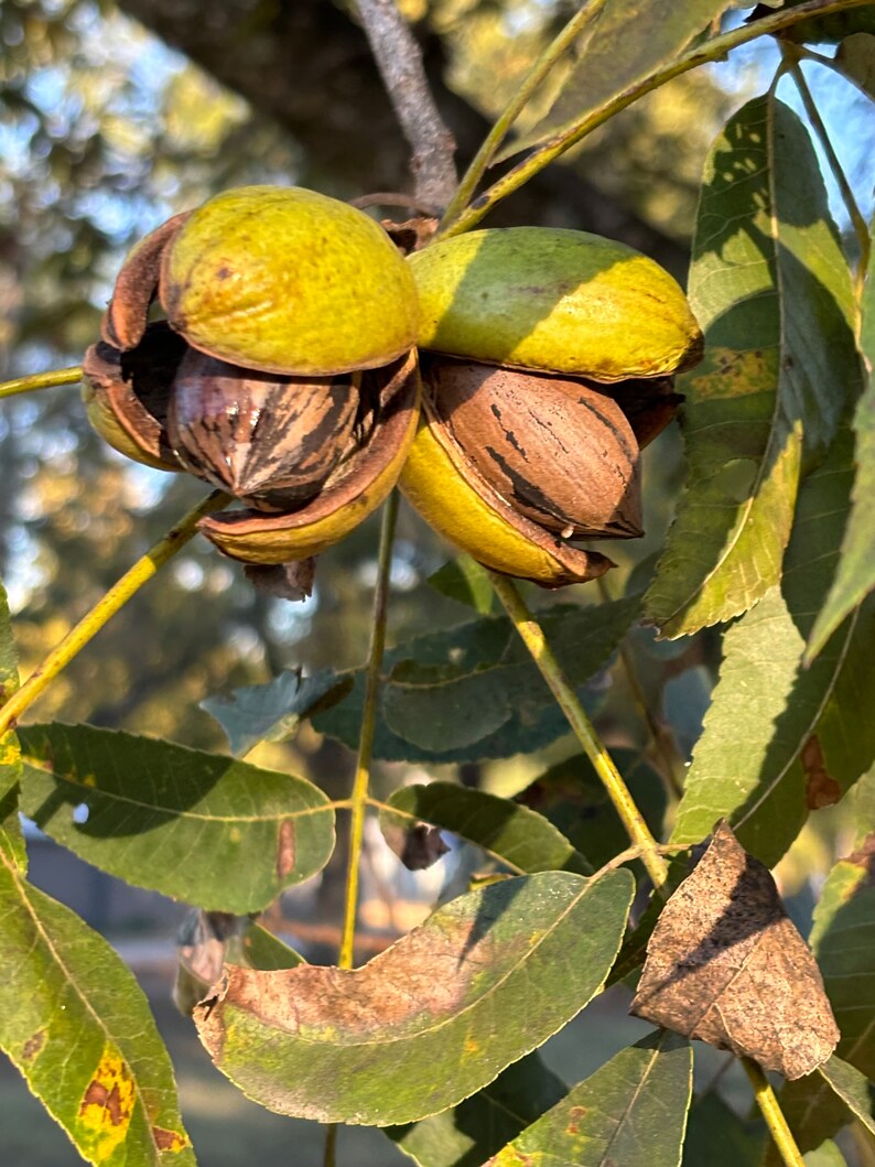 10 Lbs of ORGANIC FRESH 2023 Arkansas Stuart PECANS in Shell Etsy