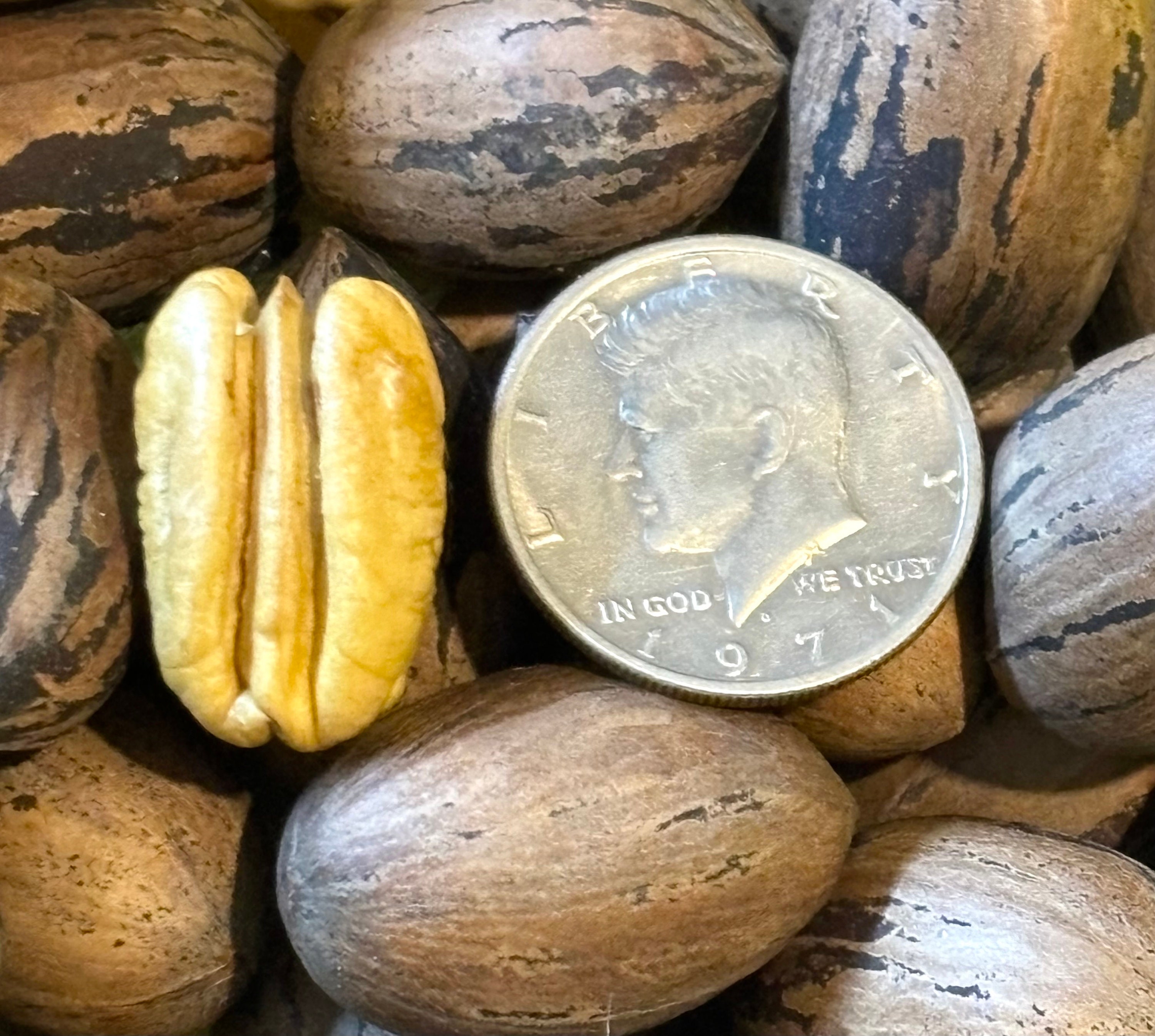 10 Lbs of ORGANIC FRESH 2023 Arkansas Stuart PECANS in Shell Etsy