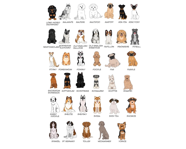May include: A collection of illustrated dog breeds, each with its name below. Breeds include Dachshund, Maltese, Mastiff, Mini Poxy, Newfoundland, Old English Sheepdog, Poodle, Pug, and more. The illustrations are in a cartoon style.