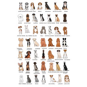 May include: Illustration of various dog breeds, including a Bichon, Bloodhound, and Border Collie. Each dog is drawn in a simple, outlined style with its breed name below. The image showcases a variety of dog breeds.