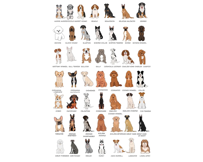 May include: Illustration of various dog breeds, including a Bichon, Bloodhound, and Border Collie. Each dog is drawn in a simple, outlined style with its breed name below. The image showcases a variety of dog breeds.