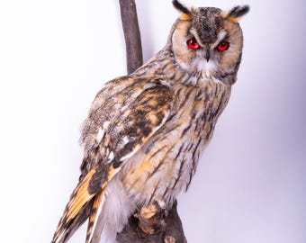 Taxidermy Long-eared Owl Real Wall Mount Animal Real Bird Stuffed