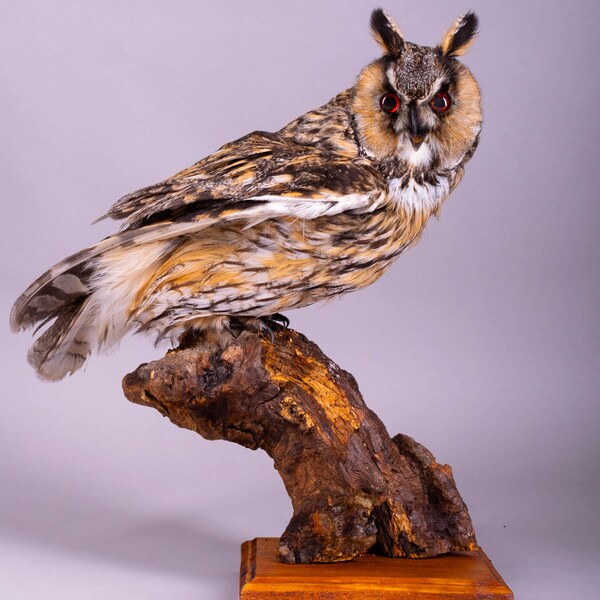 Taxidermy Owl | Long-eared Owl Real Stuffed Bird | Real Bird Standing Mount | Home Décor | Curiosity Cabinet Oddities | Real Bird Stuffed