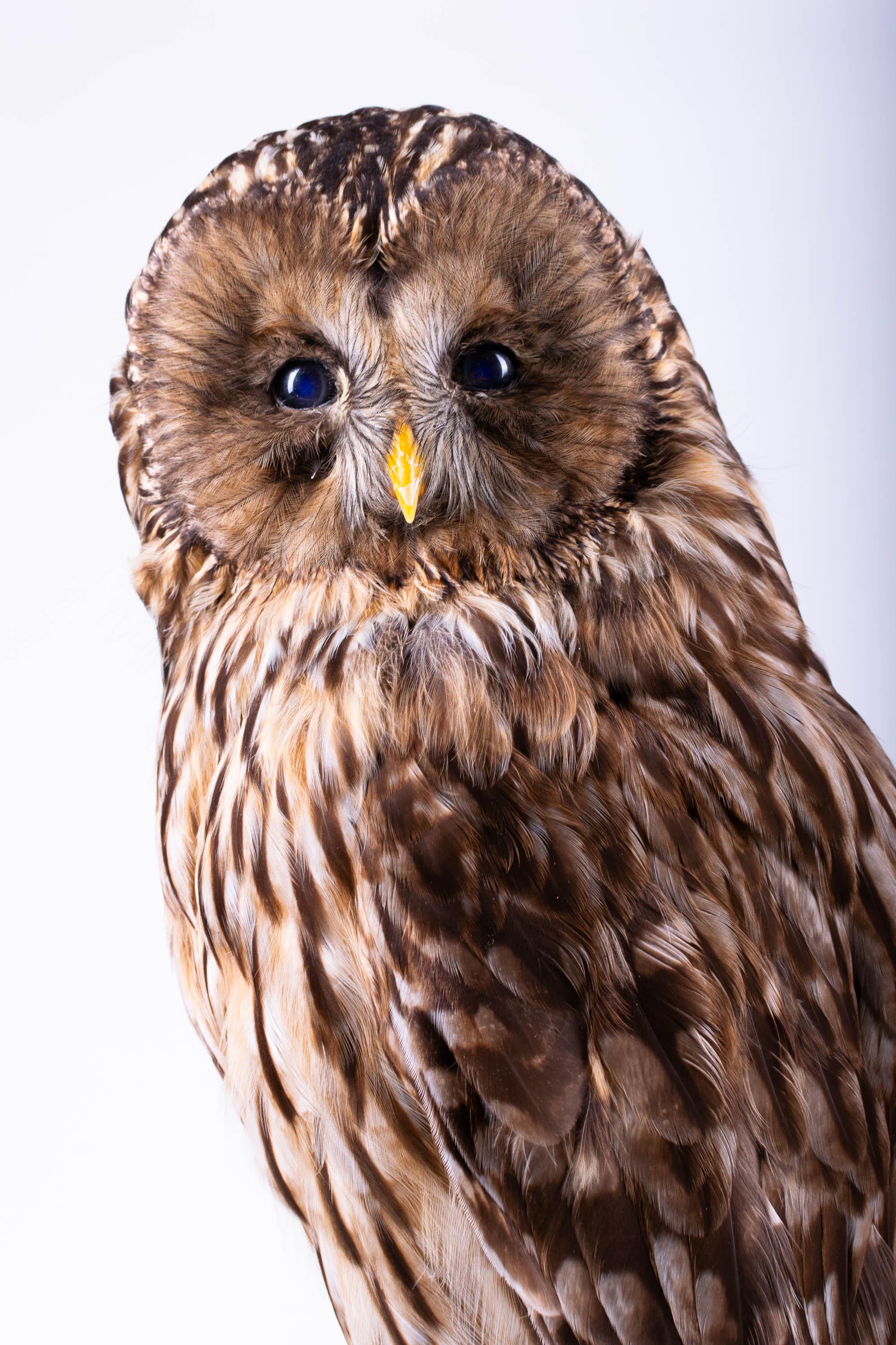剥製フクロウ | モリフクロウ (Strix aluco) | 本物の鳥の 