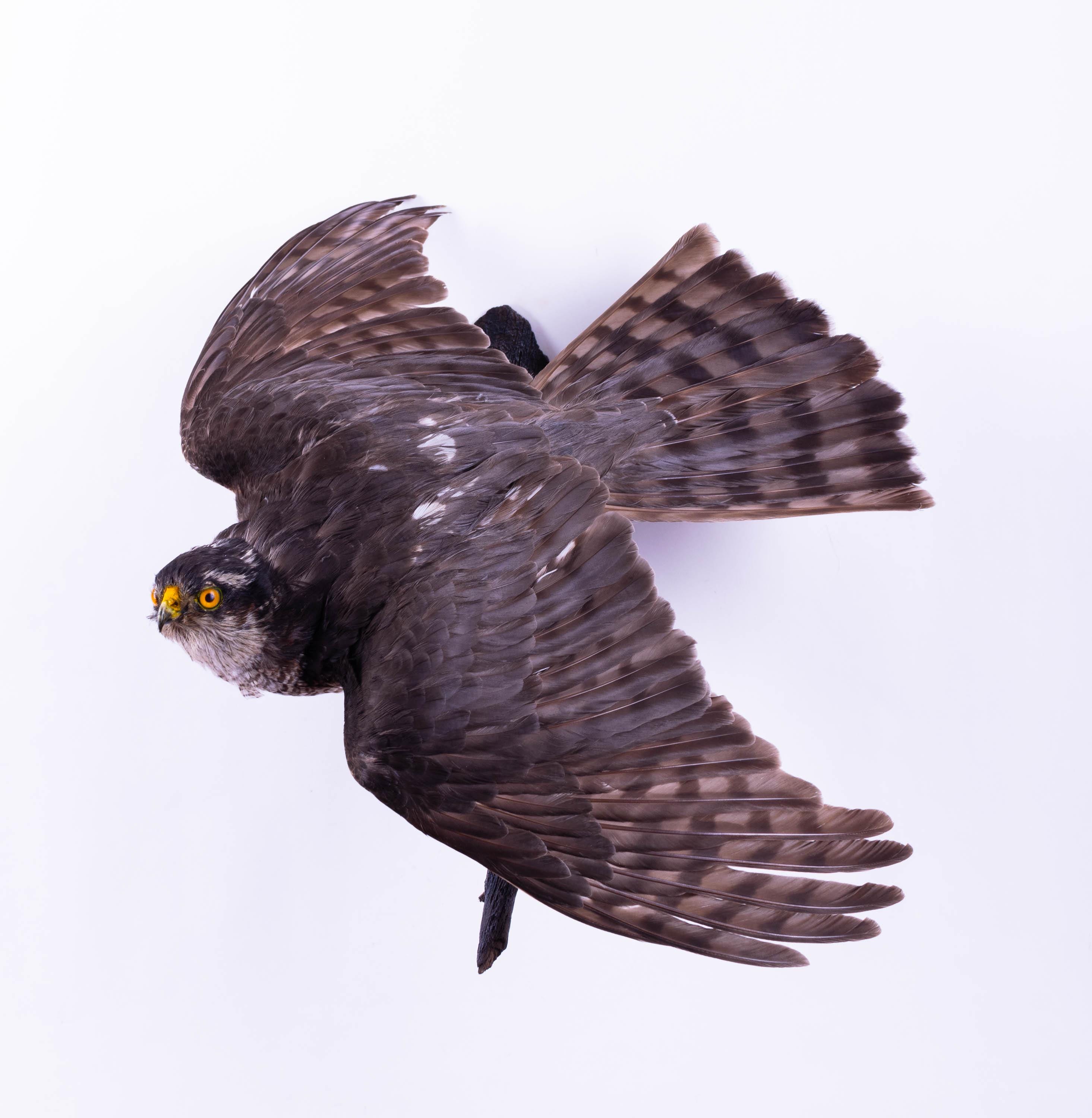Goshawk taxidermy - Etsy 日本