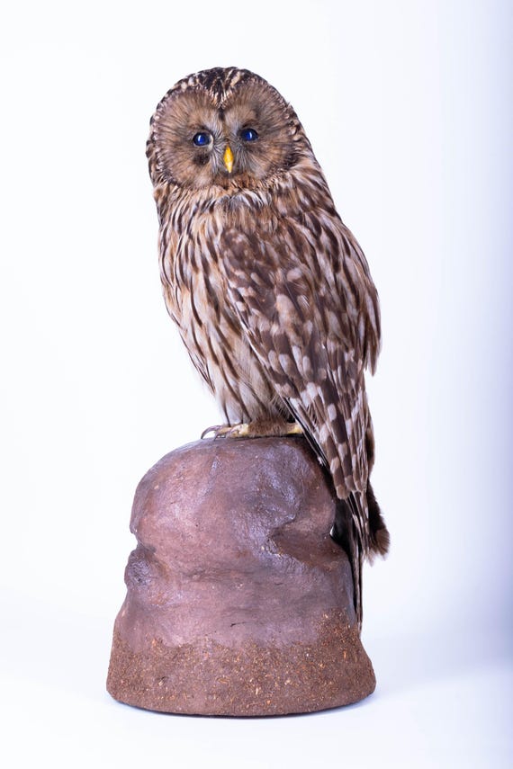 剥製フクロウ | モリフクロウ (Strix aluco) | 本物の鳥の 