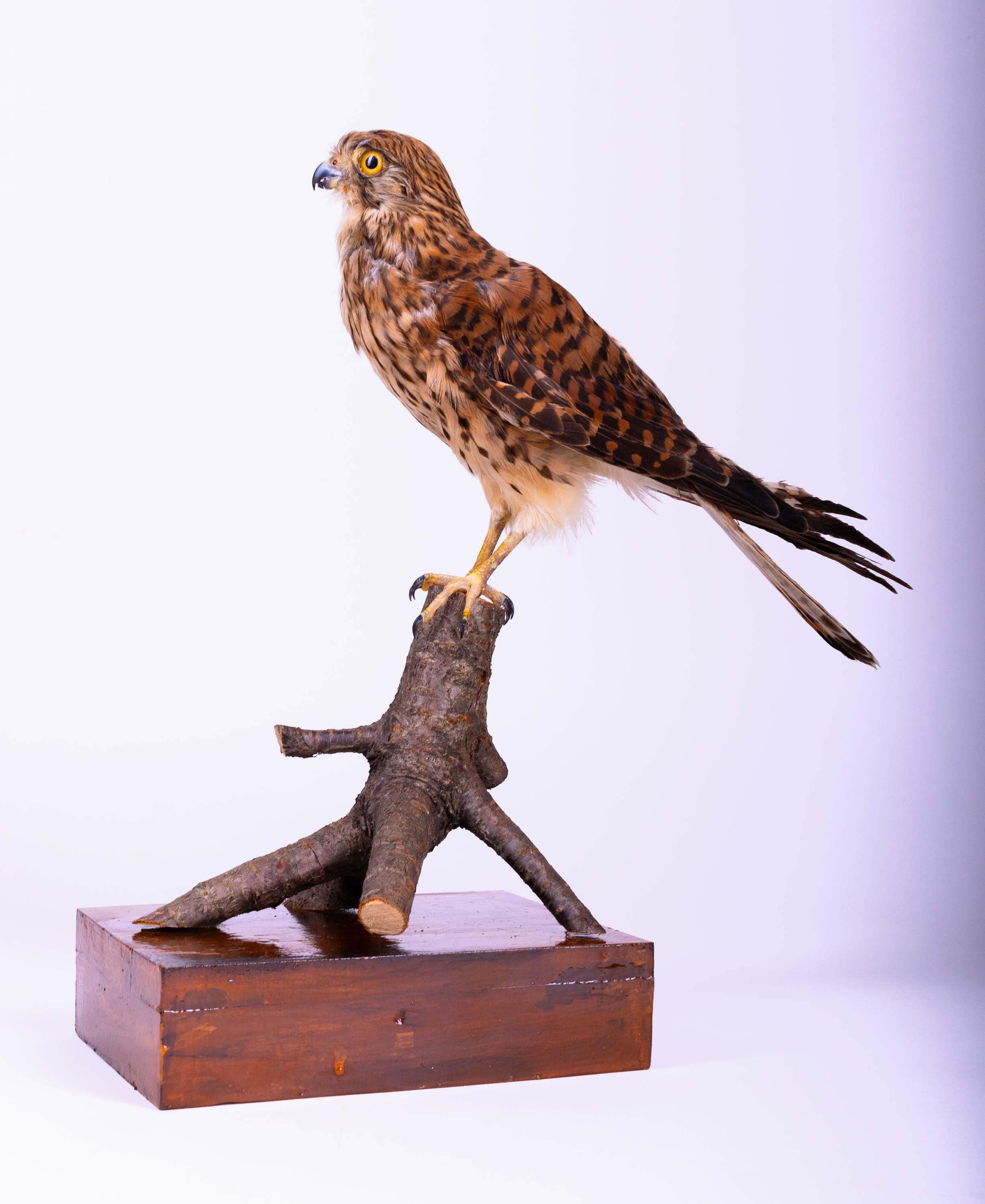 なめこ ノスリの剥製(海外産) なめこ ノスリの剥製(海外産) なめこ