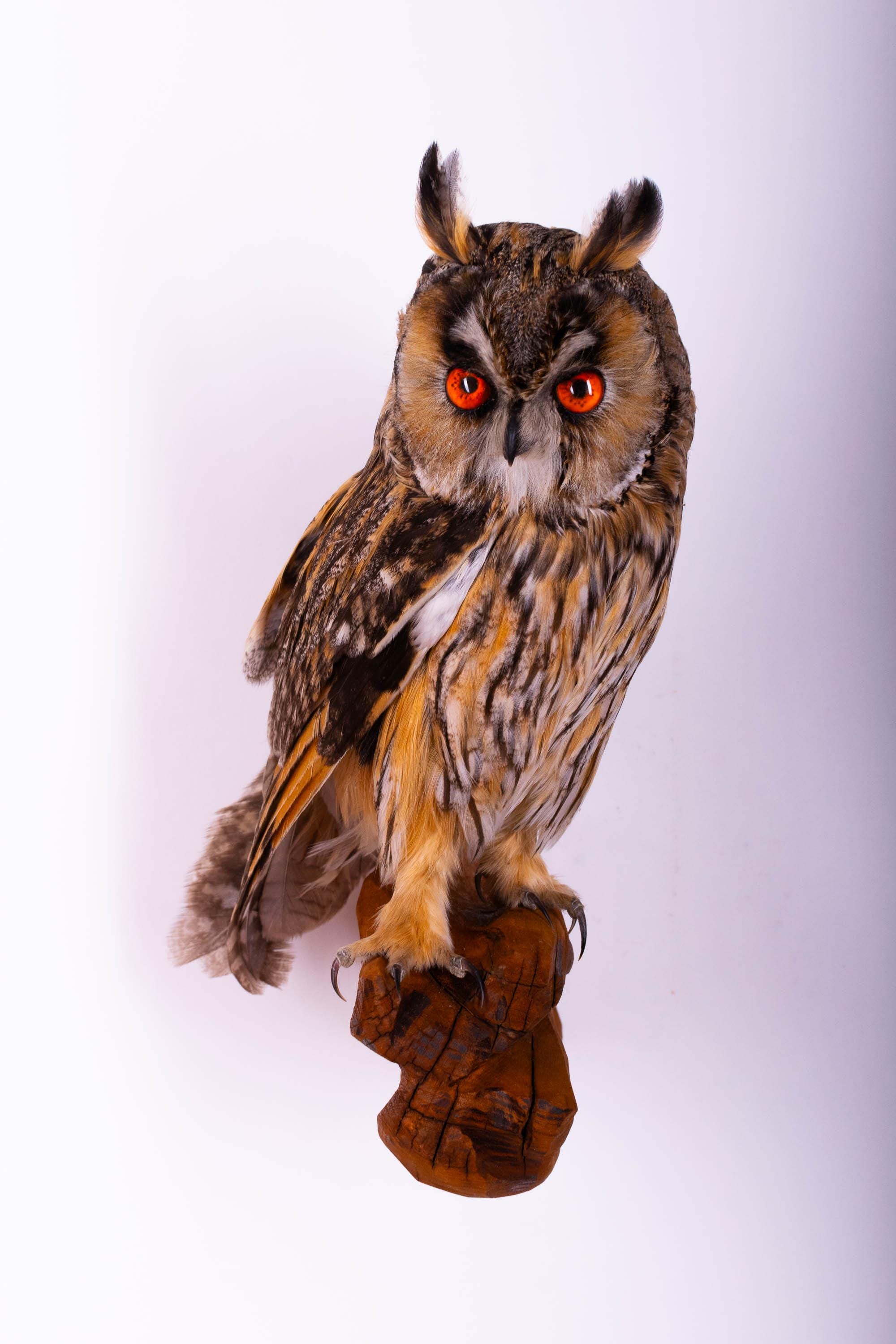 剥製ミミズク（Asio otus）本物の鳥の壁掛けゴシックホーム 