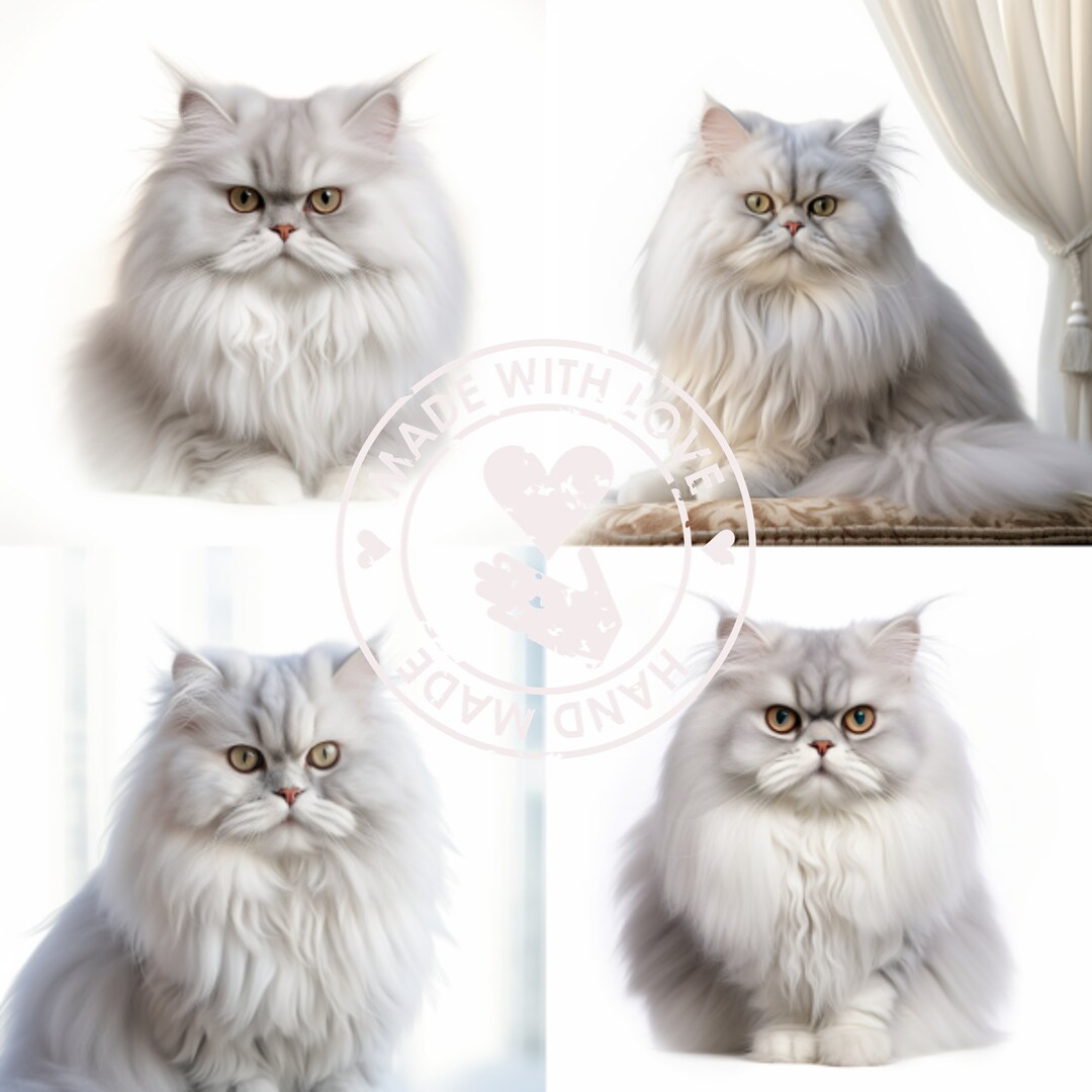 Serene Chinchilla Persian Rescue Wallpaper Art Serene Chinchilla Persian Rescue Wallpaper Art