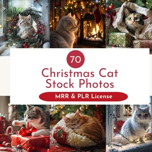 クリスマス猫のストックフォト 居心地の良いお祭りの休日猫写真 インスタントダウンロード 休日のストックフォト 顔なし Instagram デジタルマーケティング