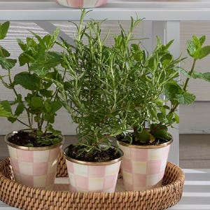 May include: Three potted herbs, including mint and rosemary, are arranged in a round woven wicker tray. Each plant sits in a cylindrical ceramic pot featuring a light pink and white checkered pattern with a metallic gold rim at the top edge.