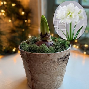 Potted Double White Amaryllis Kit