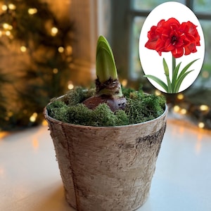 Potted Red Amaryllis - A tabletop garden - Great gift!
