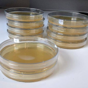 May include: A stack of clear plastic petri dishes filled with a light yellow liquid. The dishes are stacked on a white surface.
