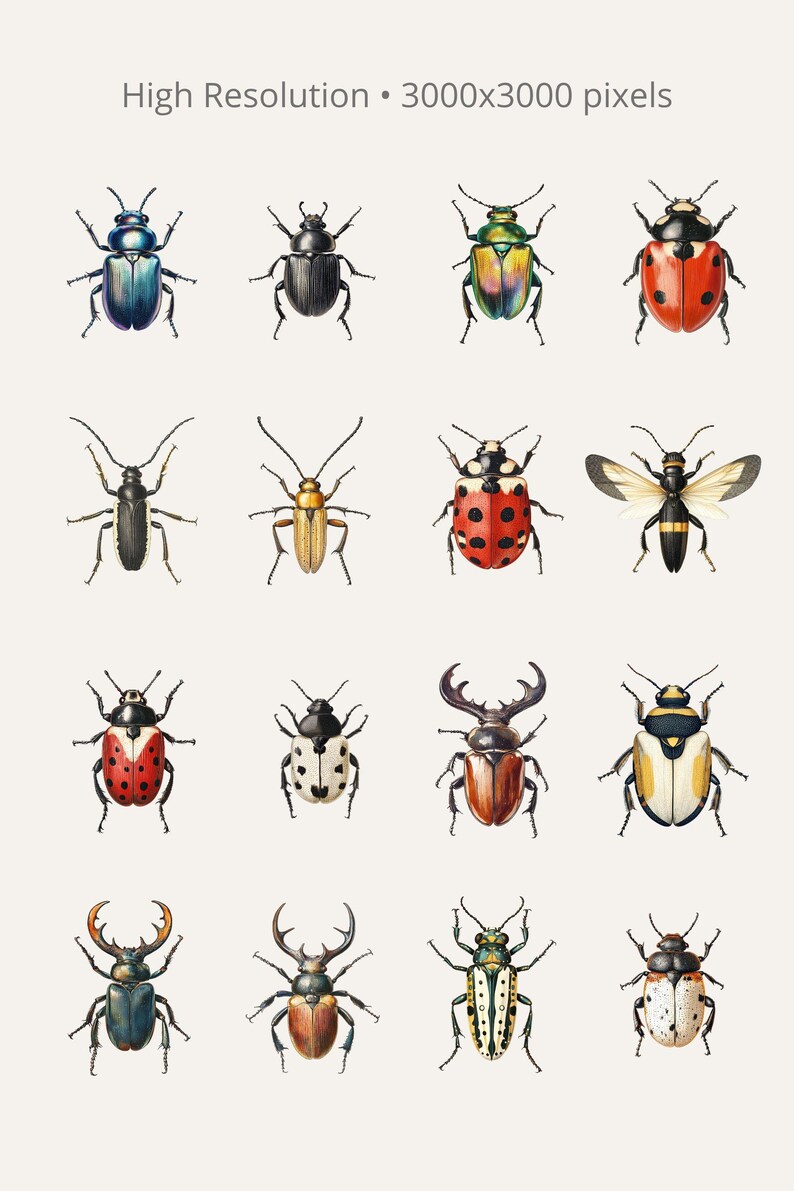 Beetle Clipart Bundle 50 PNG, Vintage Insect Illustrations, Natural ...