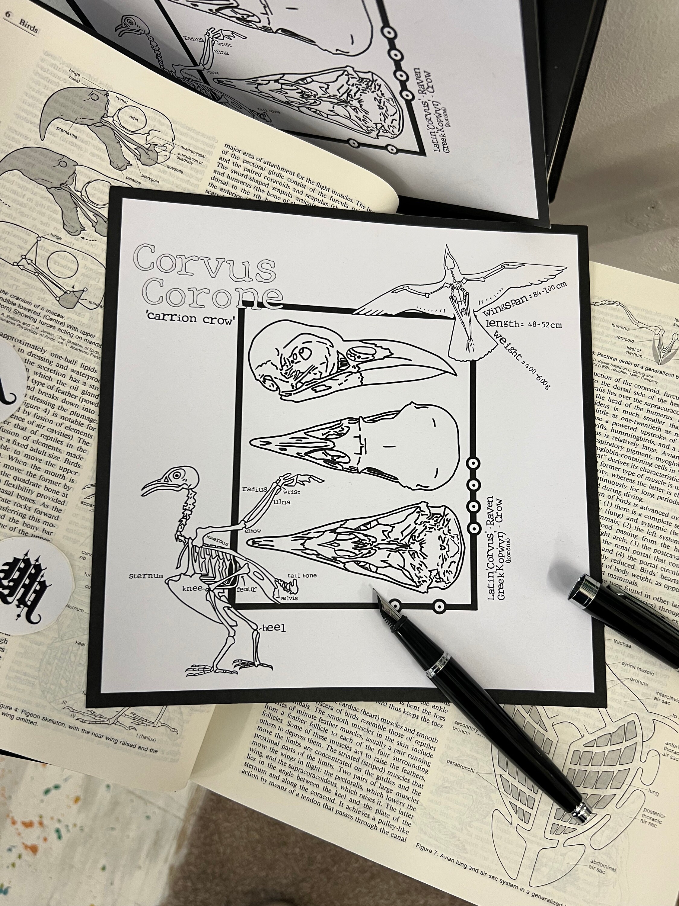 Corvus Corone Art Print, Gothic Art Print, Line Art Print, Corvid Art ...