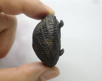 Lp Boon Bea Kae Bia Gae Thai Amulet Magic Shell Great Success Good Luck Builder Remove Obstacle Protection Powerful Pendant Lucky Happy Rich