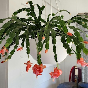 Thanksgiving/Christmas Cactus cuttings - Peach
