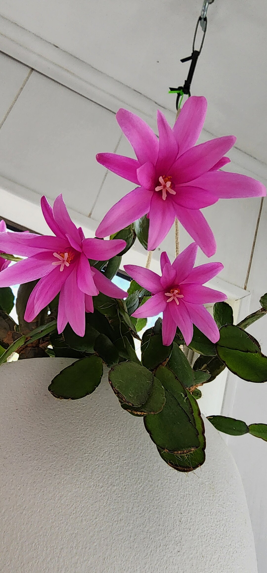 Spring/easter Cactus Cuttings Fuchsia Etsy